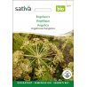 Sativa Rheinau Angélique – Graines