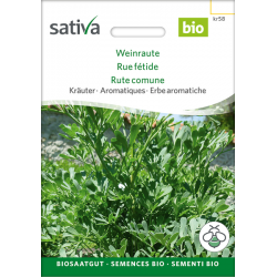 Sativa Rheinau Weinraute – Samen