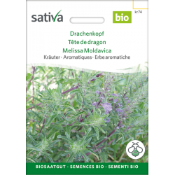 Sativa Rheinau Dragons Head – Seeds