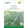 Sativa Rheinau Dragons Head – Seeds