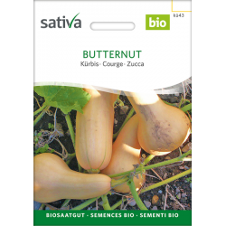 Sativa Rheinau Butternut  – Graines de Courge