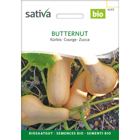 Sativa Rheinau Butternut – Squash Seeds