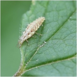Lacewing larvae against aphids