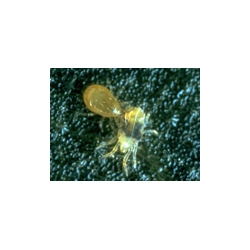 Phytoseiulus predatory mites against spider mites